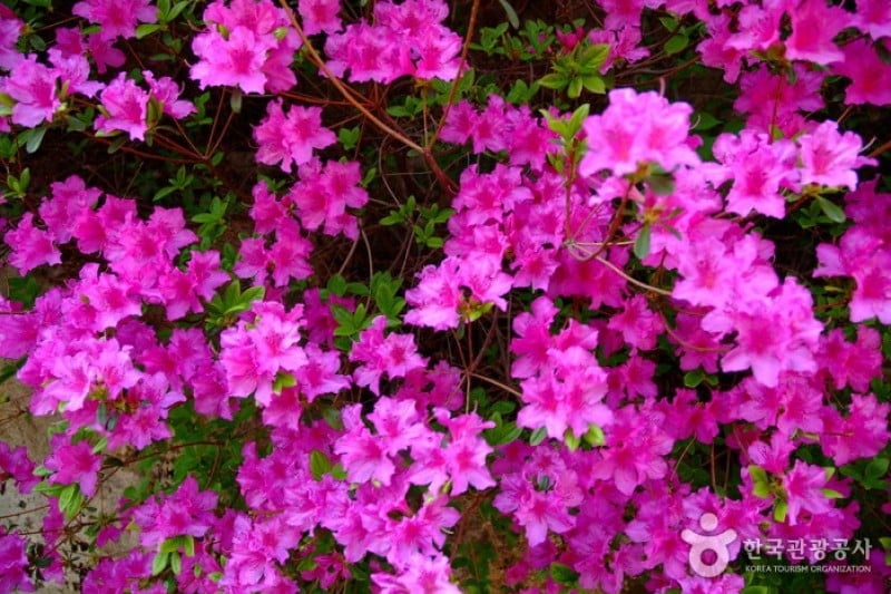 Daedunsan Provincial Park  (13/13)