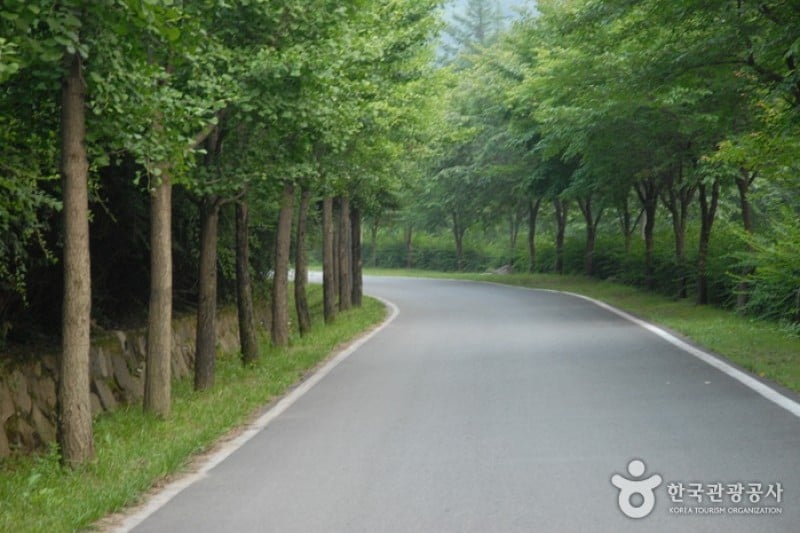 Gosan Recreation Forest  (14/23)