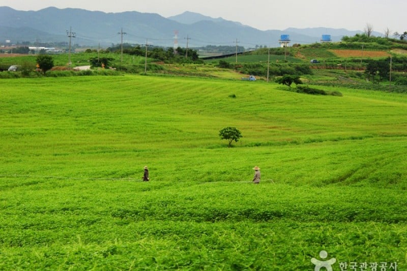Borinara Hagwon Farm  (1/11)