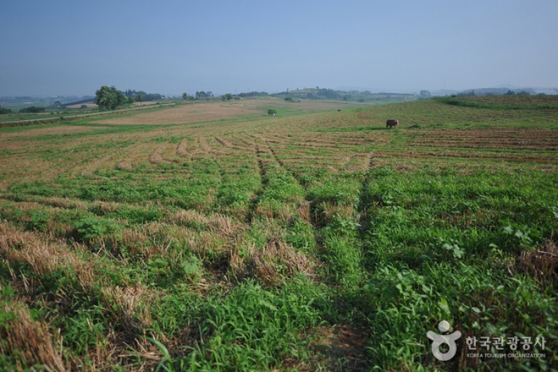 Borinara Hagwon Farm  (6/11)