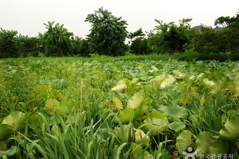 Borinara Hagwon Farm  (11/11)