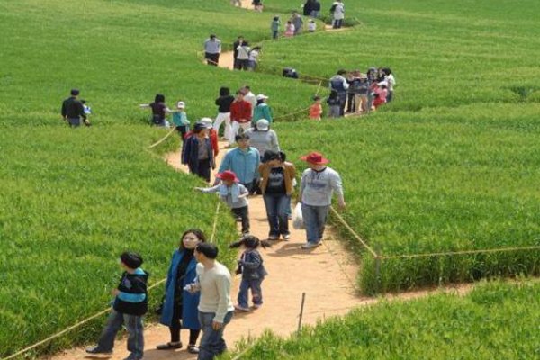 Gochang Green Barley Field Festival
