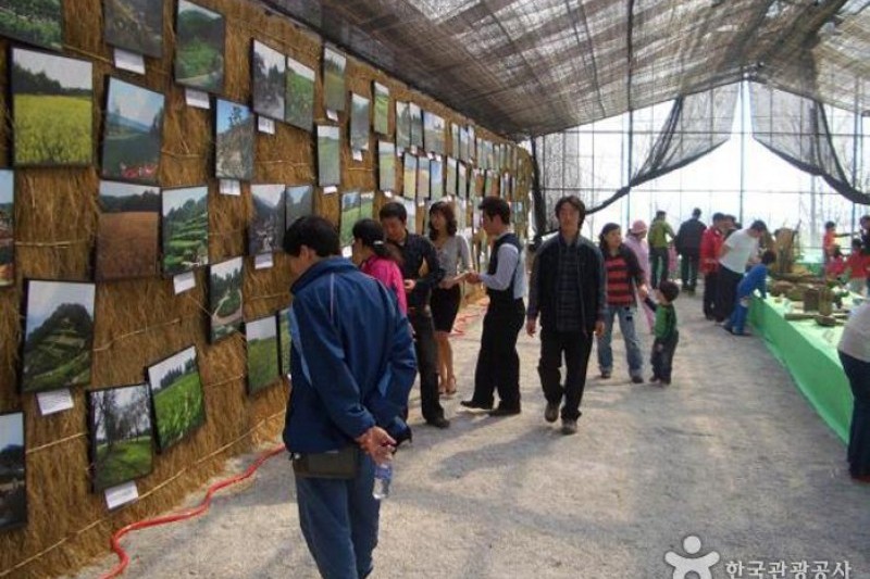 Gochang Green Barley Field Festival  (1/4)