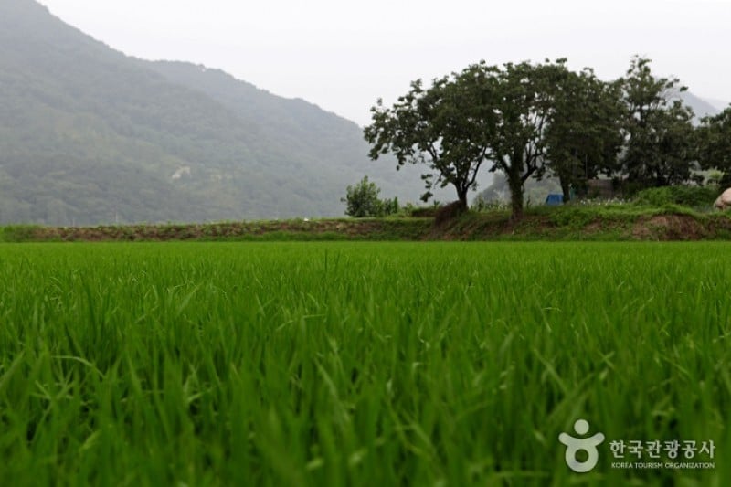 Gudam Village  (11/14)