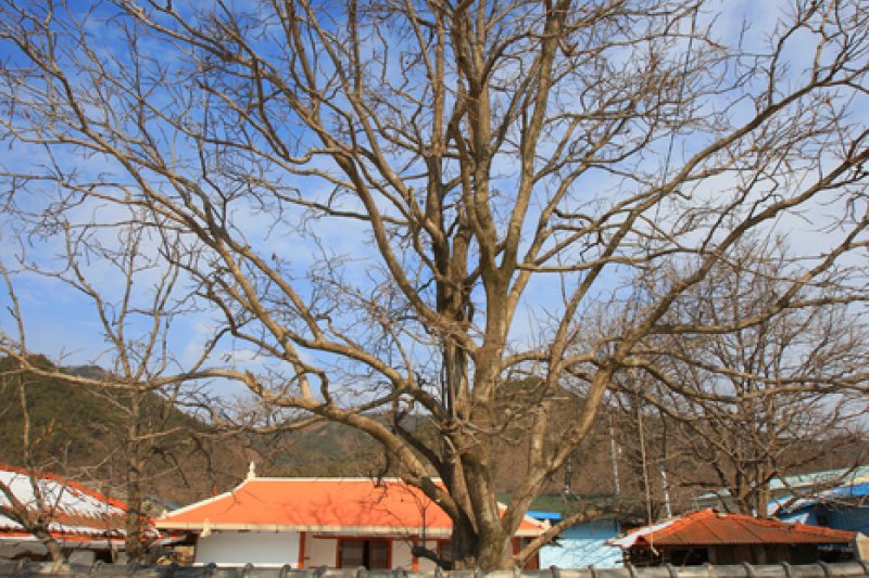 Old Walls of Jijeon Village in Muju (무주 지전마을 옛 담장) (4/16)