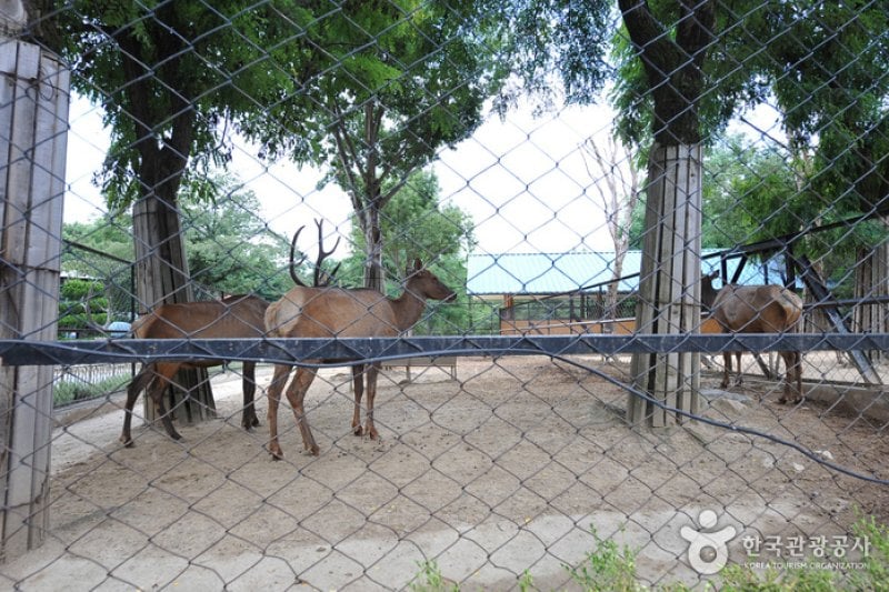 Jeonju Zoo  (3/6)