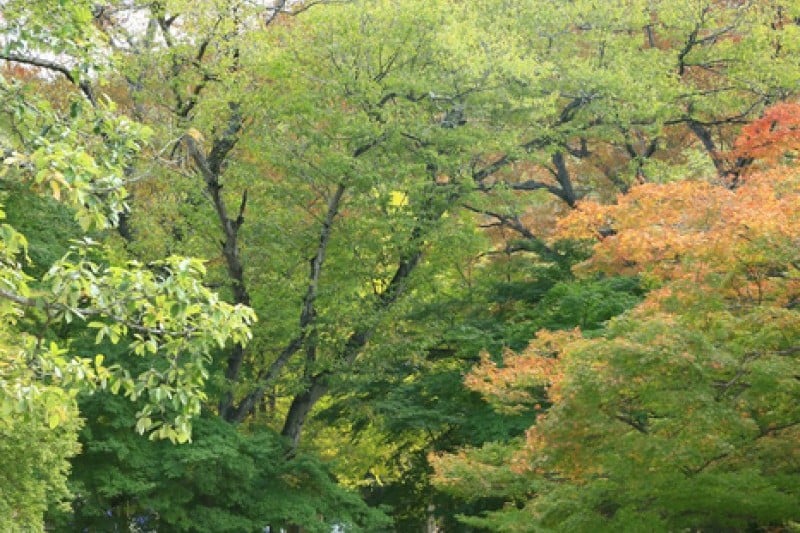 Seonunsan Provincial Park  (36/46)
