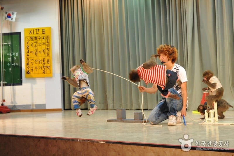 Monkey School  (2/25)