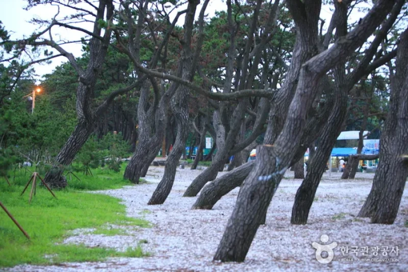 Dongho Beach  (15/16)