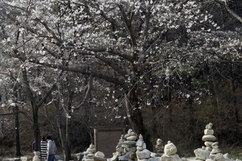 Tapsa Temple  (9/10)
