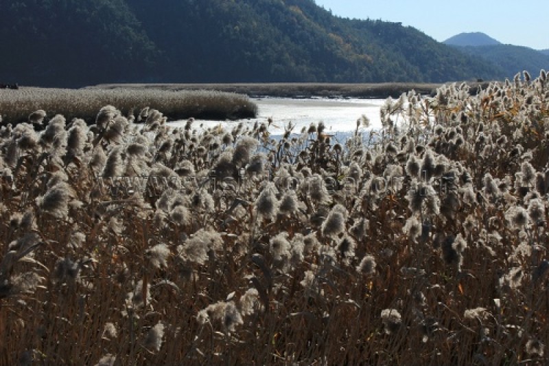 Suncheonman Bay Wetland Reserve  (4/70)