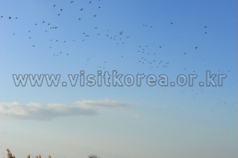 Suncheonman Bay Wetland Reserve  (6/70)