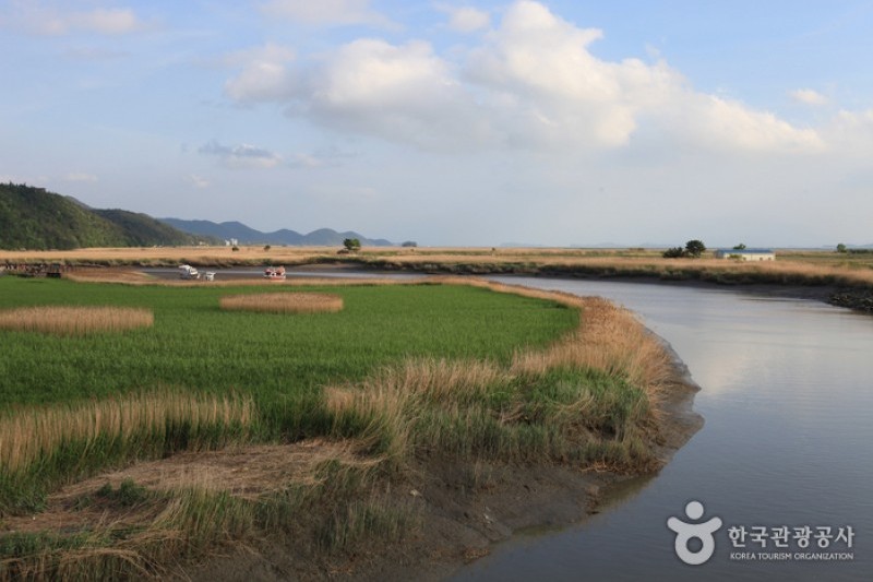 Suncheonman Bay Wetland Reserve  (19/70)
