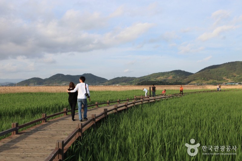 Suncheonman Bay Wetland Reserve  (22/70)