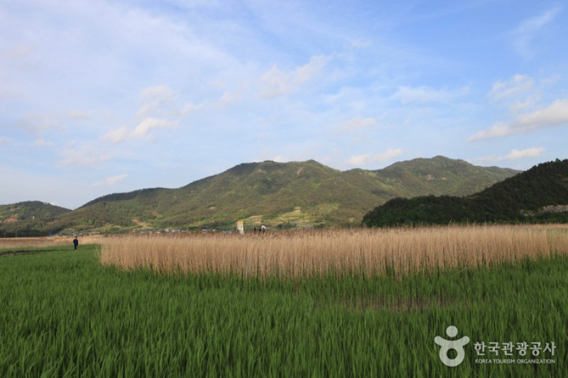 Suncheonman Bay Wetland Reserve  (23/70)
