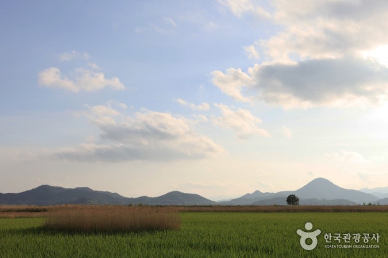 Suncheonman Bay Wetland Reserve  (24/70)