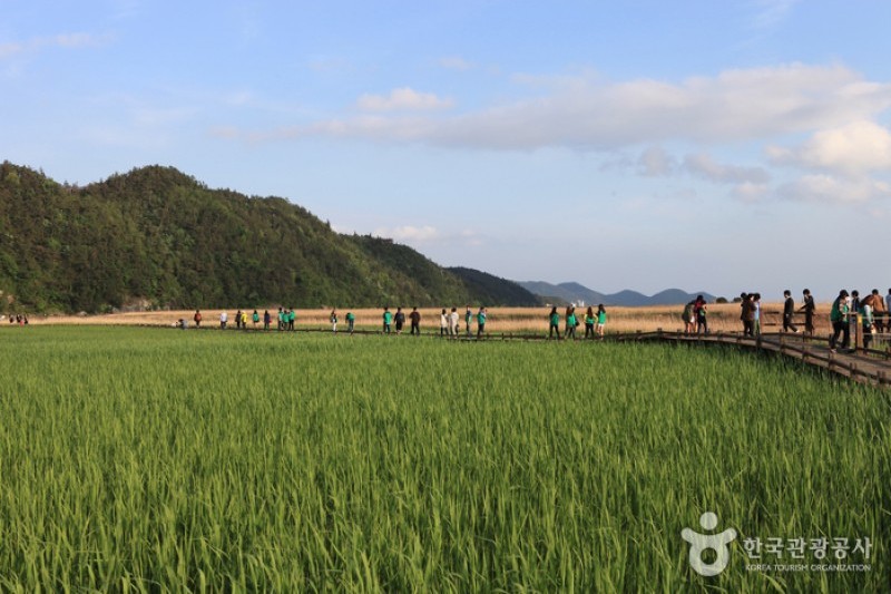 Suncheonman Bay Wetland Reserve  (25/70)