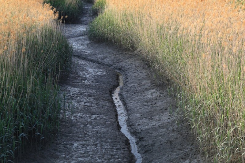 Suncheonman Bay Wetland Reserve  (29/70)