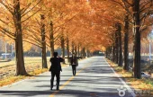 Metasequoia-lined Road 