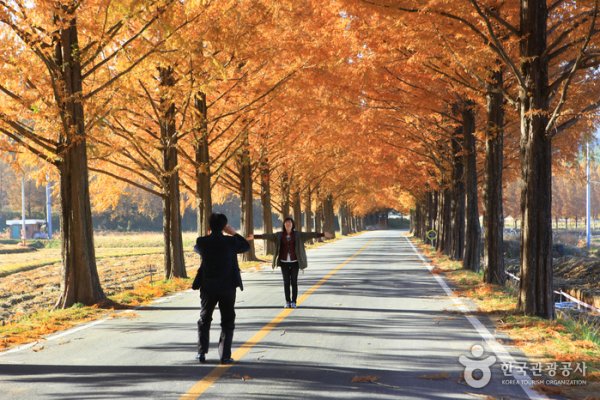 Metasequoia-lined Road