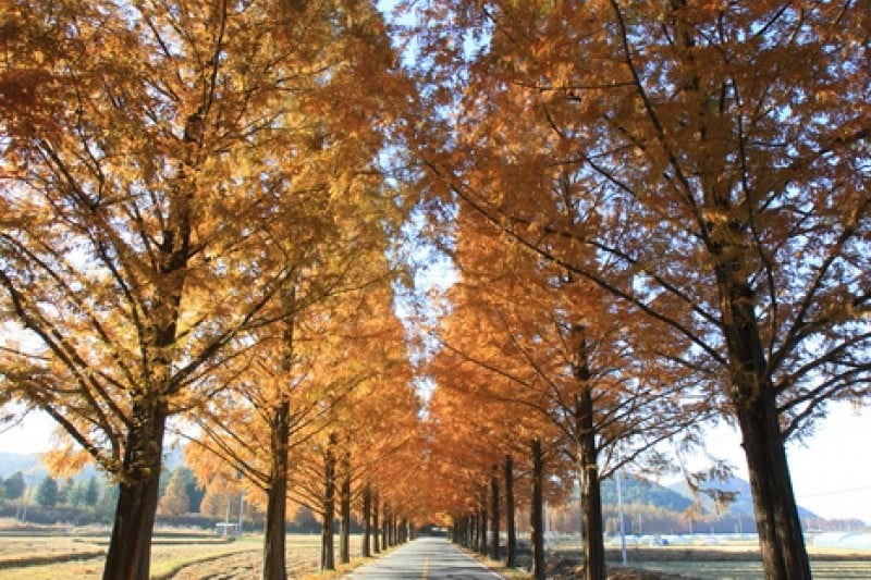 Metasequoia-lined Road 