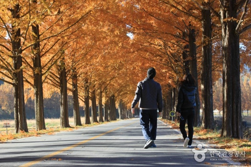Metasequoia-lined Road 