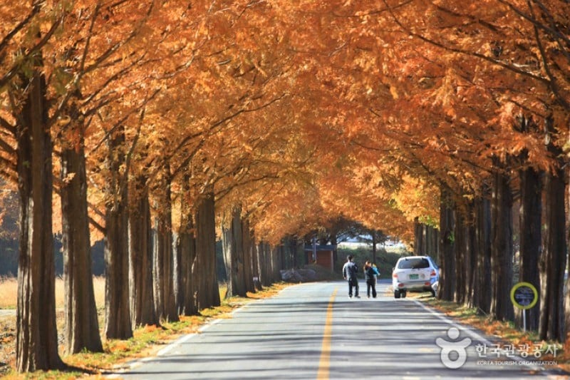 Metasequoia-lined Road 