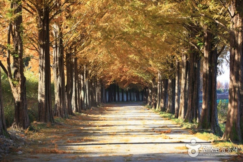 Metasequoia-lined Road 