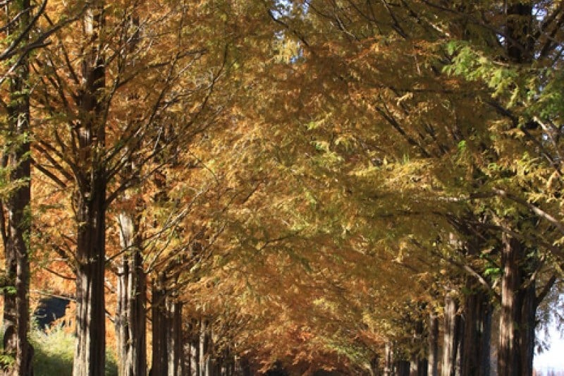 Metasequoia-lined Road 