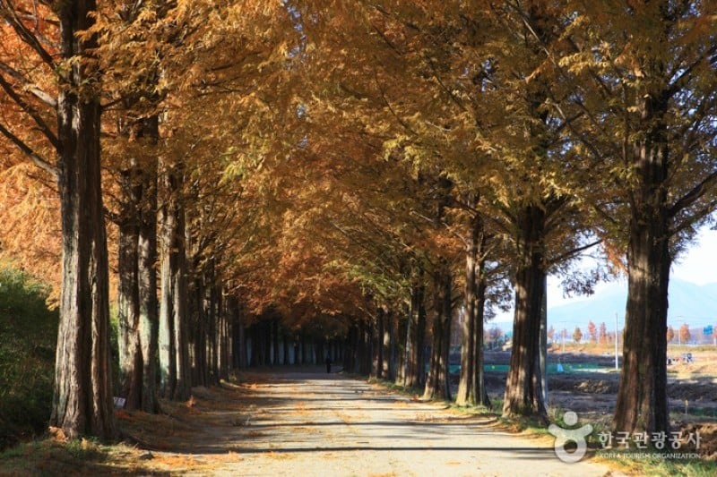 Metasequoia-lined Road 