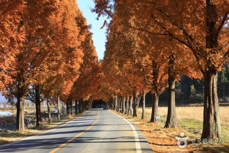 Metasequoia-lined Road 