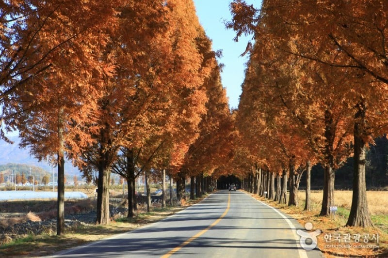 Metasequoia-lined Road 