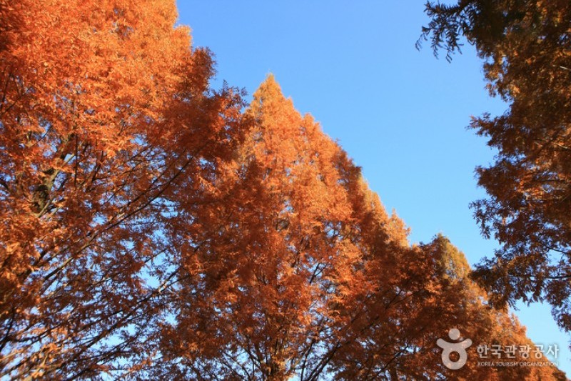 Metasequoia-lined Road 