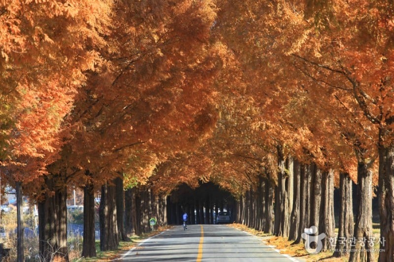 Metasequoia-lined Road 