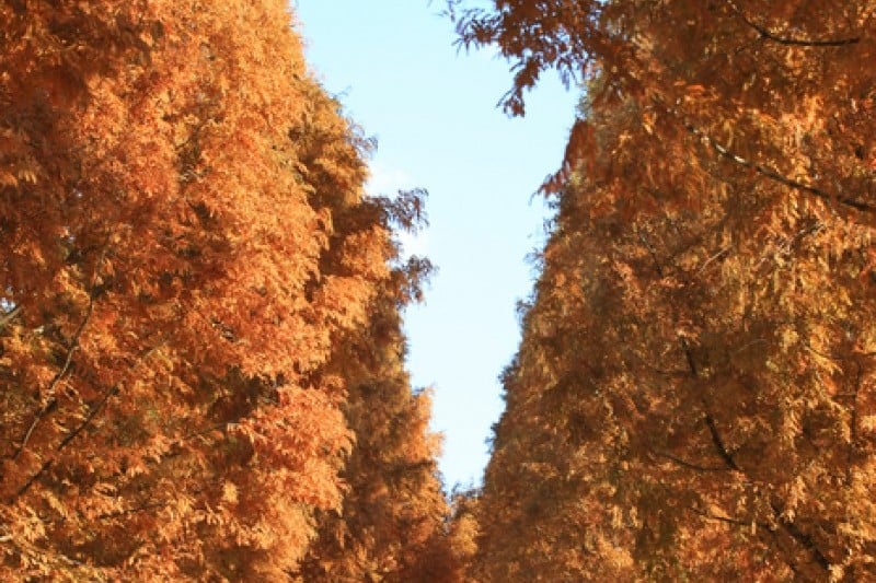 Metasequoia-lined Road 