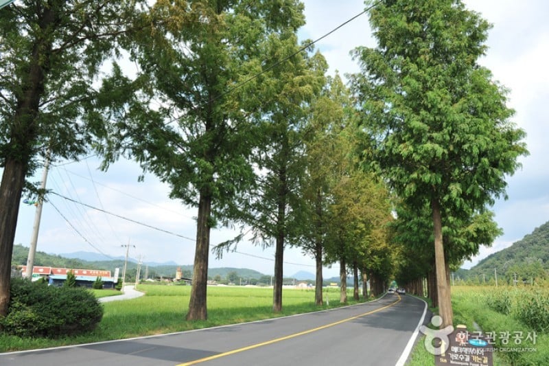 Metasequoia-lined Road 