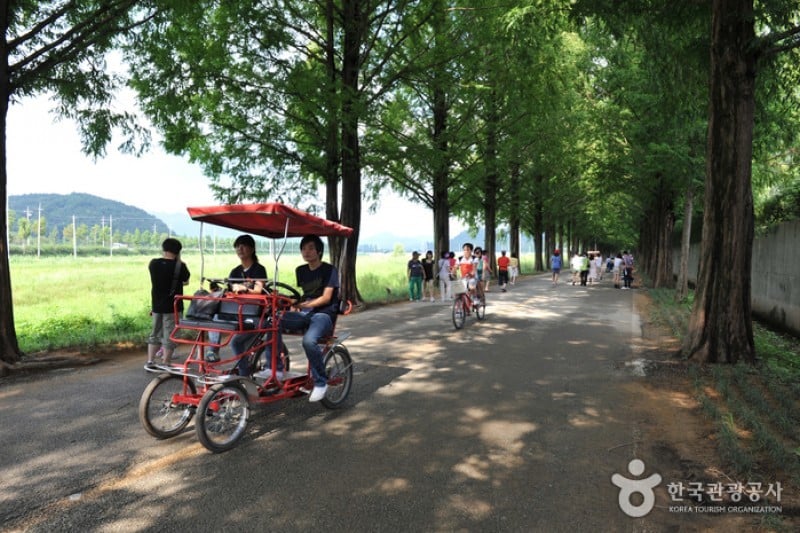Metasequoia-lined Road 