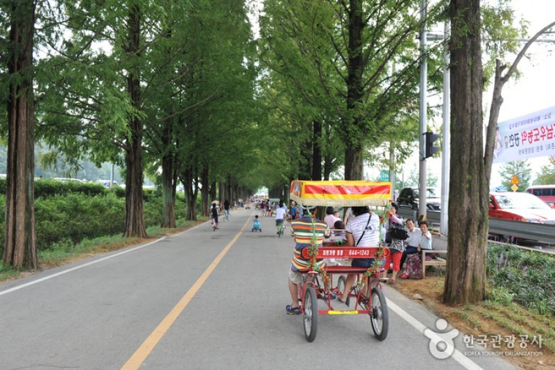 Metasequoia-lined Road 