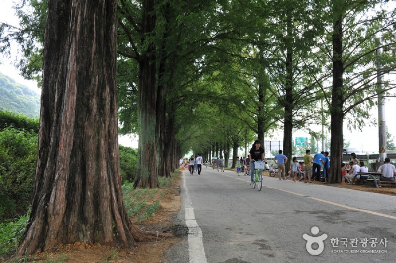 Metasequoia-lined Road 