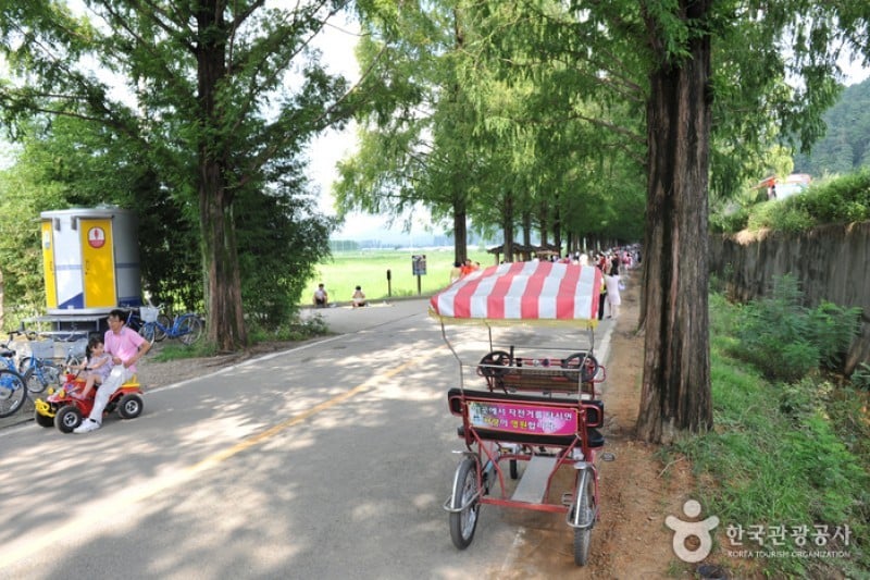 Metasequoia-lined Road 