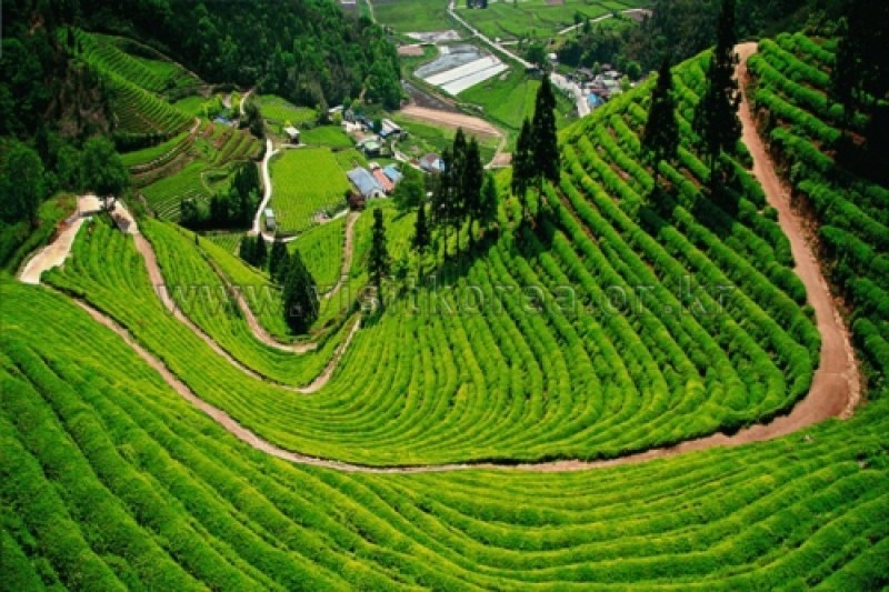 Daehan Dawon Tourist Tea Plantation  (1/7)
