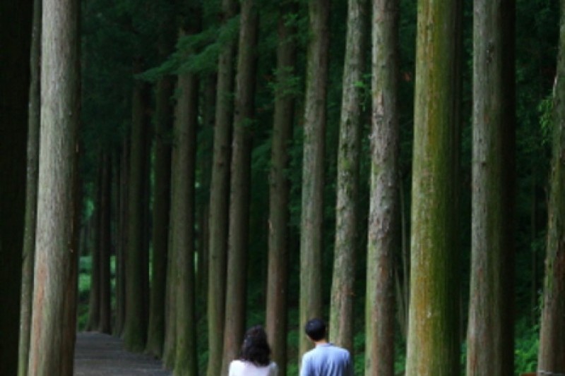 Daehan Dawon Tourist Tea Plantation  (2/7)