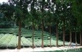 Daehan Dawon Tourist Tea Plantation 