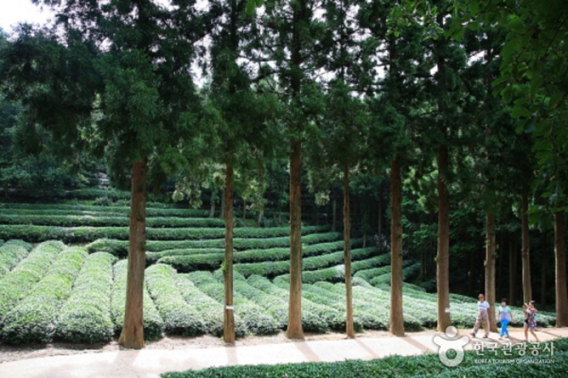 Daehan Dawon Tourist Tea Plantation  (3/7)