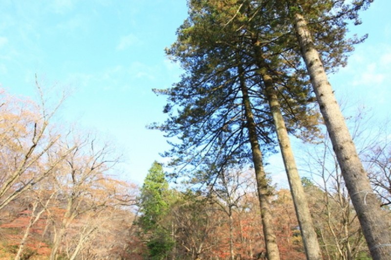 Seonamsa Temple - Suncheon  (17/21)
