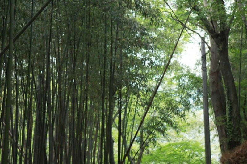 Soswaewon Garden  (1/19)