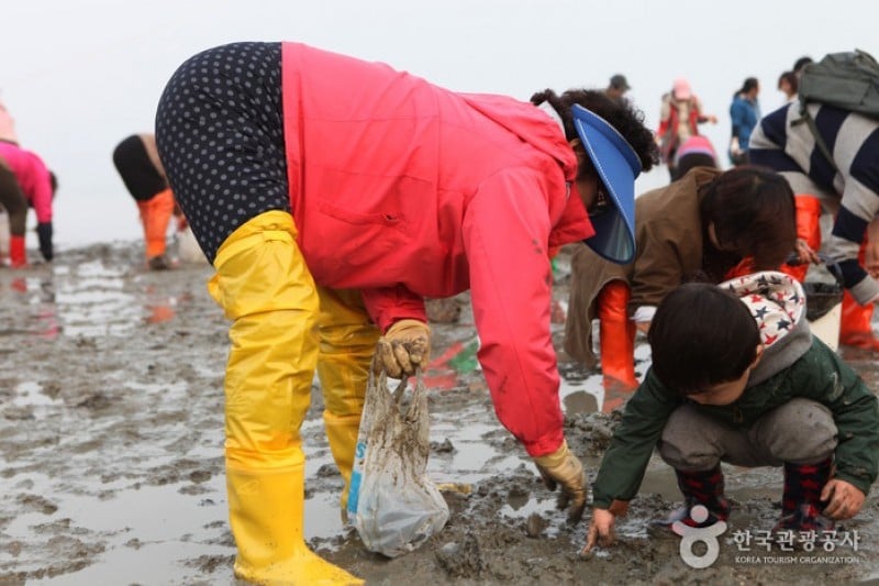 Jindo Miracle Sea Road Festival 