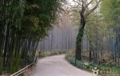 Daenamugol Bamboo Park 