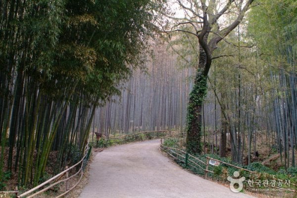 Daenamugol Bamboo Park