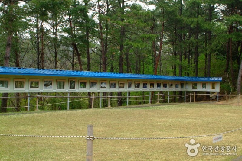 Daenamugol Bamboo Park 